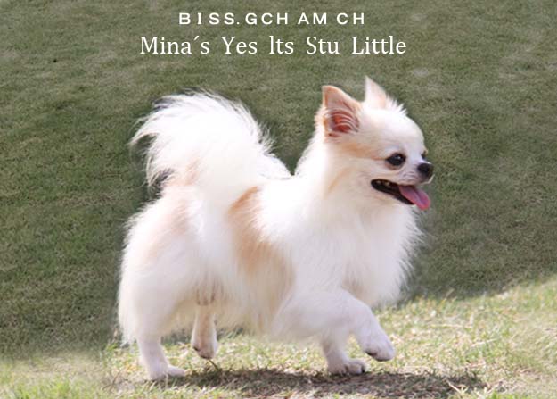 チワワブリーダー (BISS. AM GCH CH Mina's Yes Its stu Little)