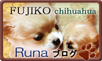 チワワブリーダー / Fujiko.JpとRunaの日記